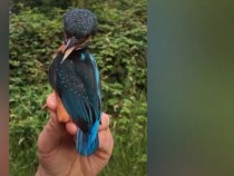 Светът изтръпна от ужас заради това зловещо ВИДЕО с птица