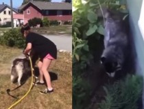 Хъски се ужаси от къпане и разсмя мрежата ВИДЕО