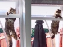 Мрежата прегря заради това ВИДЕО със смешен котарак