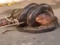 Сблъсъкът между огромна анаконда и алигатор взриви мрежата ВИДЕО