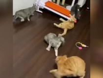 Реакцията на котки към кихане накара мрежата да се смее до сълзи ВИДЕО