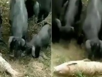 ВИДЕО запечата как прасенца извършват нещо удивително и благородно