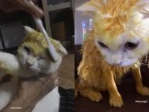 Жена лекува коте с народни методи и го превърна в Пикачу СНИМКИ