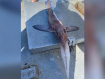 Чудовище: Рибари извадиха риба с огромни плавници и дълъг клюн