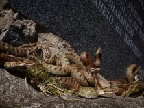 Шок! Десетки отровни змии се струпаха на едно място на Витоша и… СНИМКИ