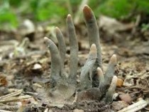 Пръсти на мъртавци стърчат в гората! Хората са в шок СНИМКИ