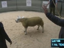 Никога няма да повярвате за колко се продадена търг най-скъпата овца в света СНИМКИ