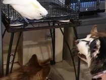 Уникално ВИДЕО е запечатало какаду, което се смята за куче