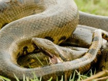 Жителите на Монтана пропищяха от опасно влечуго