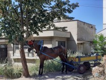 За да не прегрее двигателя, превозът под сянка! СНИМКА