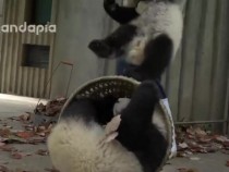 Невероятно забавно ВИДЕО с панди от зоологическа градина