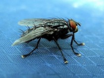 Поредна стъпка към създаването на човека муха