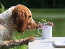Назоваха растенията, които са смъртоносно опасни за кучетата