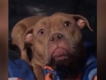 Вижте погледа на куче, на което не може да се откаже нещо вкусно ВИДЕО