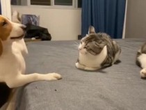 Куче се опита да привлече вниманието на котка и разсмя мрежата ВИДЕО