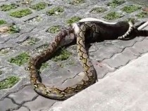 Огромен питон видя сметката на котка на улицата ВИДЕО