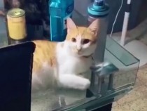 Смешна котешка реакция към броколи ВИДЕО