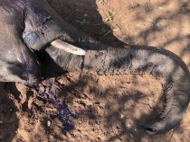 Мистериозна, масова смърт на слонове в Зимбабве