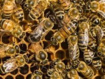 Изследване: Отровата на медоносните пчели убива клетките на рака на гърдата