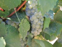 Набраха първото грозде за „Пещерска“ ракия