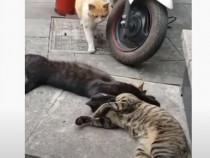 Котарак спипа котка на калъп с любовник, реакцията му е уникална ВИДЕО