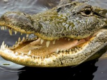 Индийче измъкна брат си от устата на крокодил