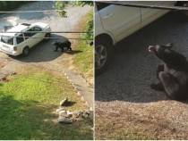 Забавно ВИДЕО: Дива мечка претърси автомобил