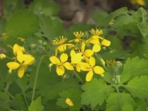 Тя е най-пренебрегваната билка, но е много полезна!