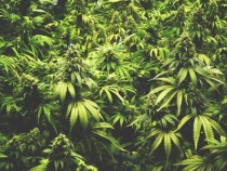 Любопитно! Как всъщност действа марихуаната на тялото и мозъка