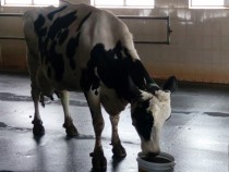 Сливенско село се прочу с крава рекордьор