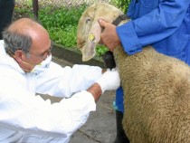 Паника от бруцелозата!