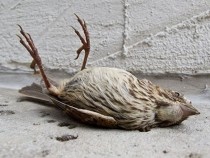 Внимание! Откриха огнище на Нюкясълска болест у нас