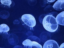 Изгоря ни ваканцията: Отровни медузи нахлуха от Червено в Средиземно море