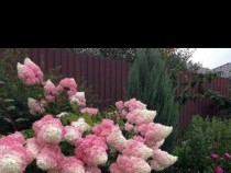 10 невероятни храсти, които се превръщат в място на магия и почивка (СНИМКИ)