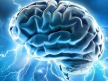 Учени със сензационно откритие, което може да спре смъртта на мозъка (ВИДЕО)