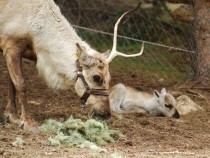 Пролетно чудо! Северно еленче се роди в Родопите