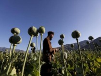 Драстично се e увеличило производството на наркотици в Афганистан