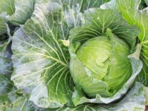 Ще се бръкнем повече тази година за киселото зеле, но ни го носят до вкъщи за 50 лева