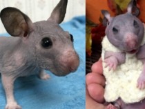 Гол хамстер се превърна в сензация с подаръка, който получи