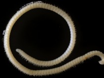 Няма да повярвате какво същество откриха в пещера в САЩ (СНИМКИ)