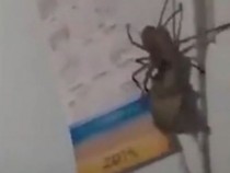 ВИДЕО с гигантски паяк изправи косите на хиляди в интернет