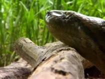 Строители уловиха най-голямата анаконда, откривана някога, провесиха я на вериги и я убиха (ШОКИРАЩО ВИДЕО)