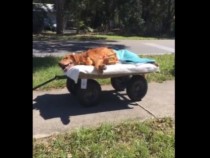 Маверик разтопи сърцата на десетки хиляди американци, ето защо… (ВИДЕО)