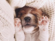 Клиничен психолог от Харвард разкри какво сънуват кучетата